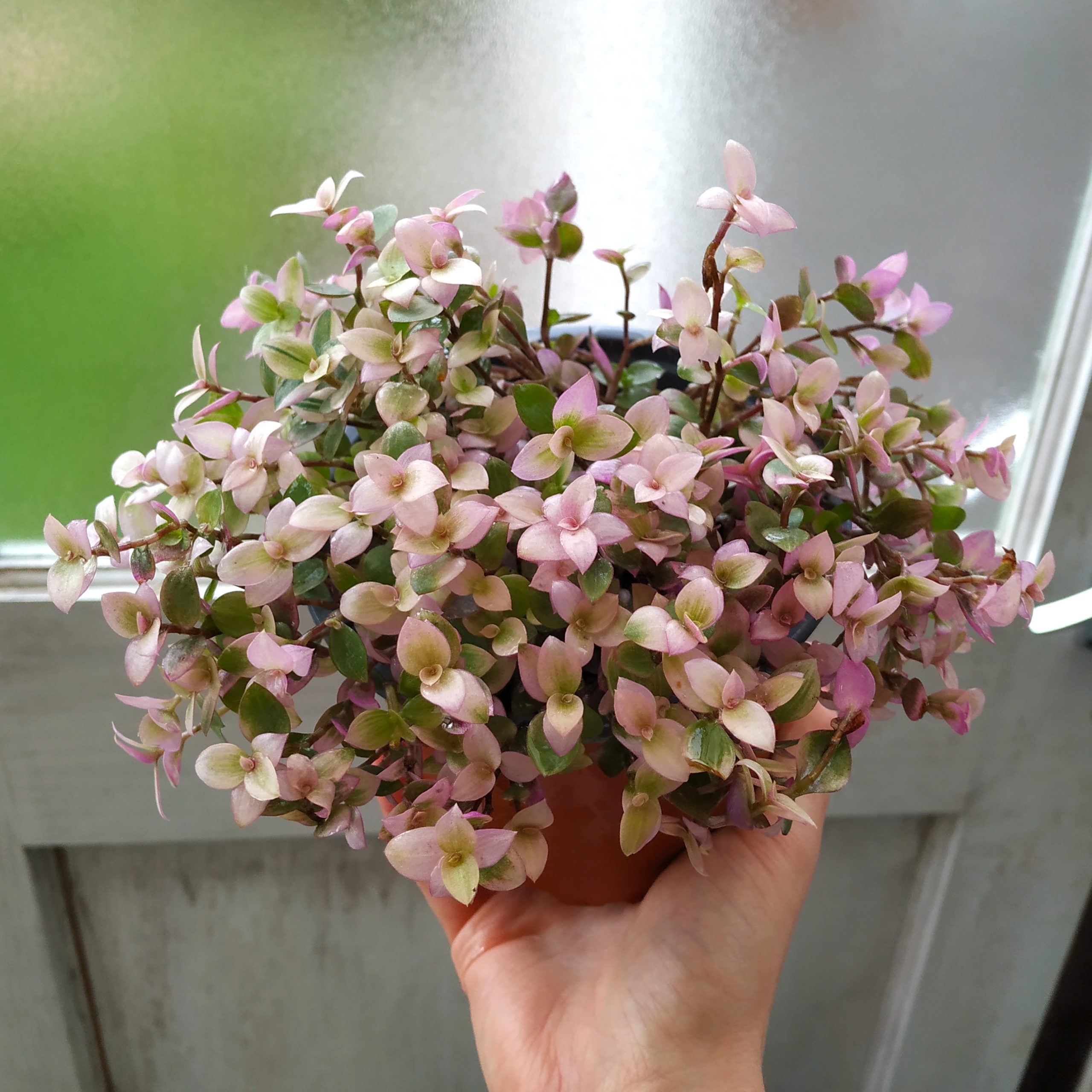 Callisia repens ‘Kribo’ - Tradescantia Hub Shop