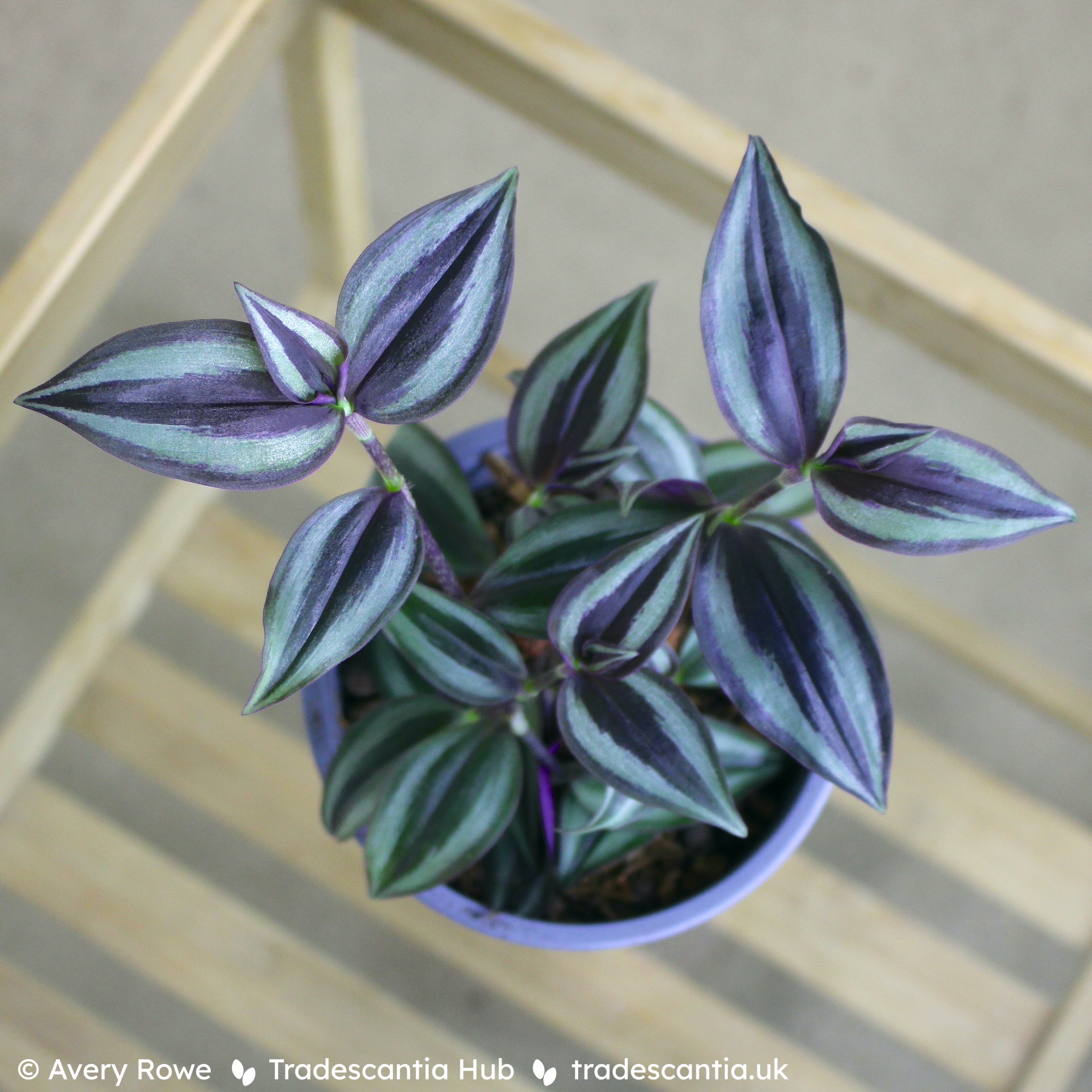 Tradescantia zebrina ‘Burgundy’ - Tradescantia Hub Shop