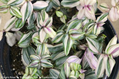 Tradescantia zebrina 'HappiLee' - Image 2