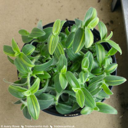 Tradescantia sillamontana 'Gold Stripes' - Image 3