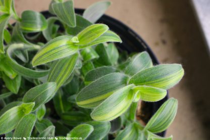 Tradescantia sillamontana 'Gold Stripes' - Image 4