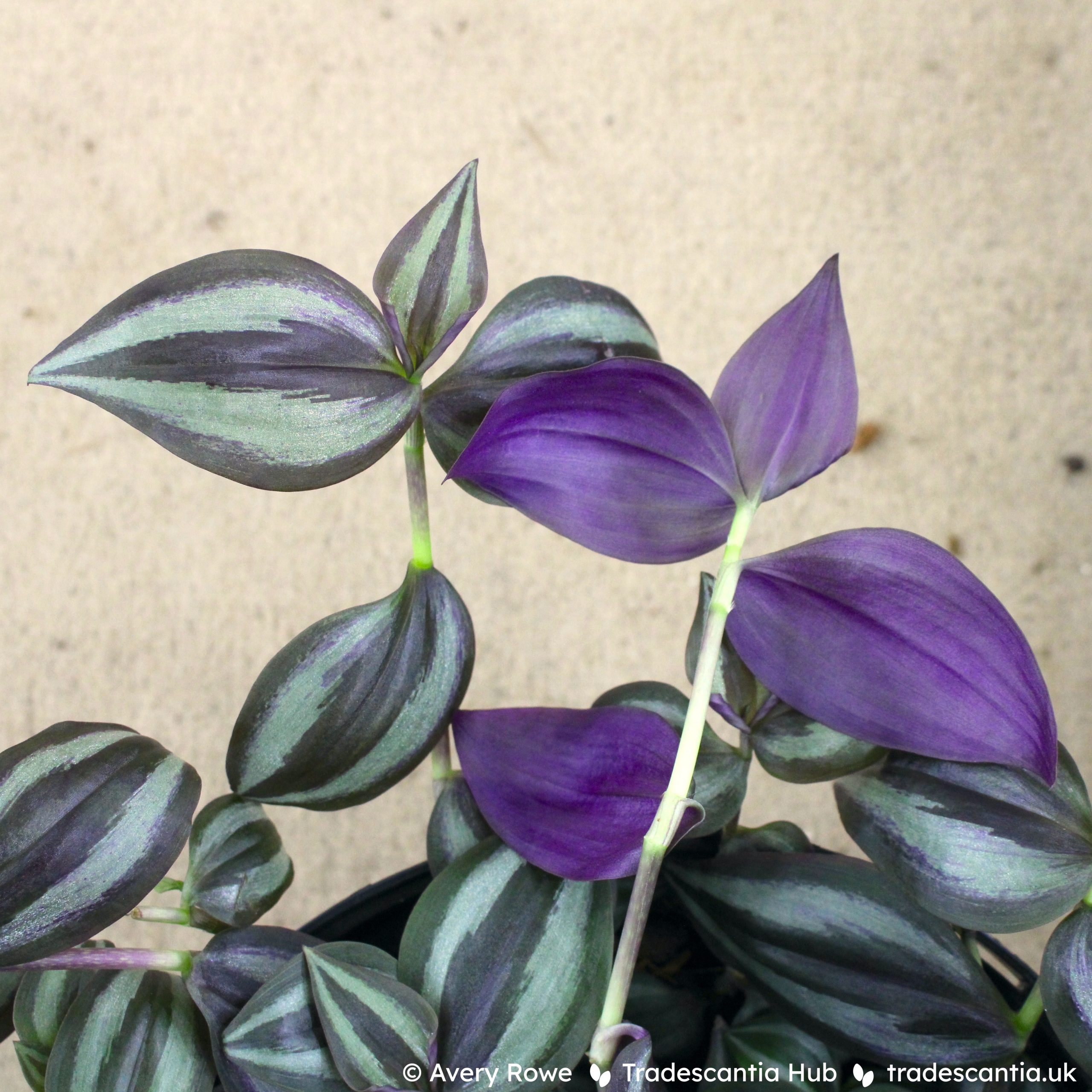 Tradescantia zebrina ‘Deep Purple’ - Tradescantia Hub Shop