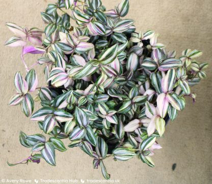 Tradescantia zebrina 'HappiLee' - Image 3