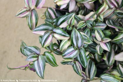 Tradescantia zebrina 'HappiLee' - Image 4