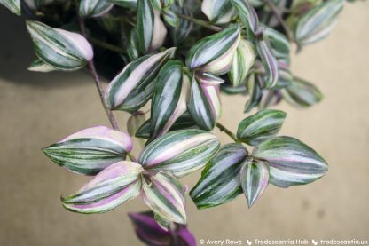 Tradescantia zebrina 'HappiLee' - Image 6