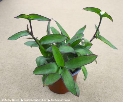 Tradescantia pallida 'Ocampo White' - Image 2