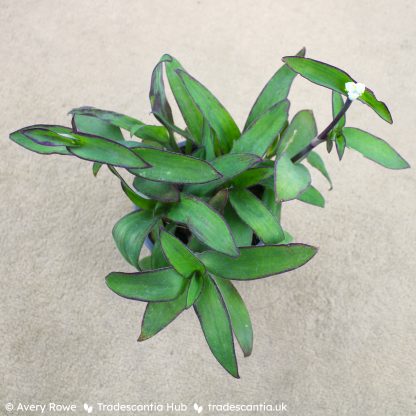 Tradescantia pallida 'Ocampo White' - Image 3