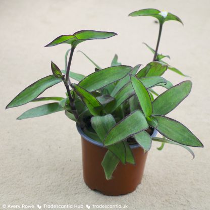 Tradescantia pallida 'Ocampo White' - Image 4