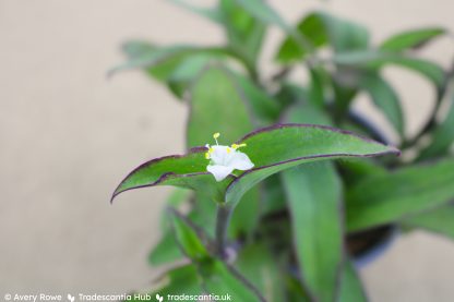 Tradescantia pallida 'Ocampo White' - Image 5