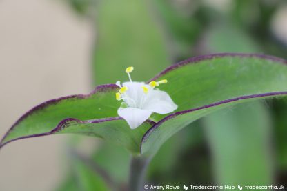 Tradescantia pallida 'Ocampo White'