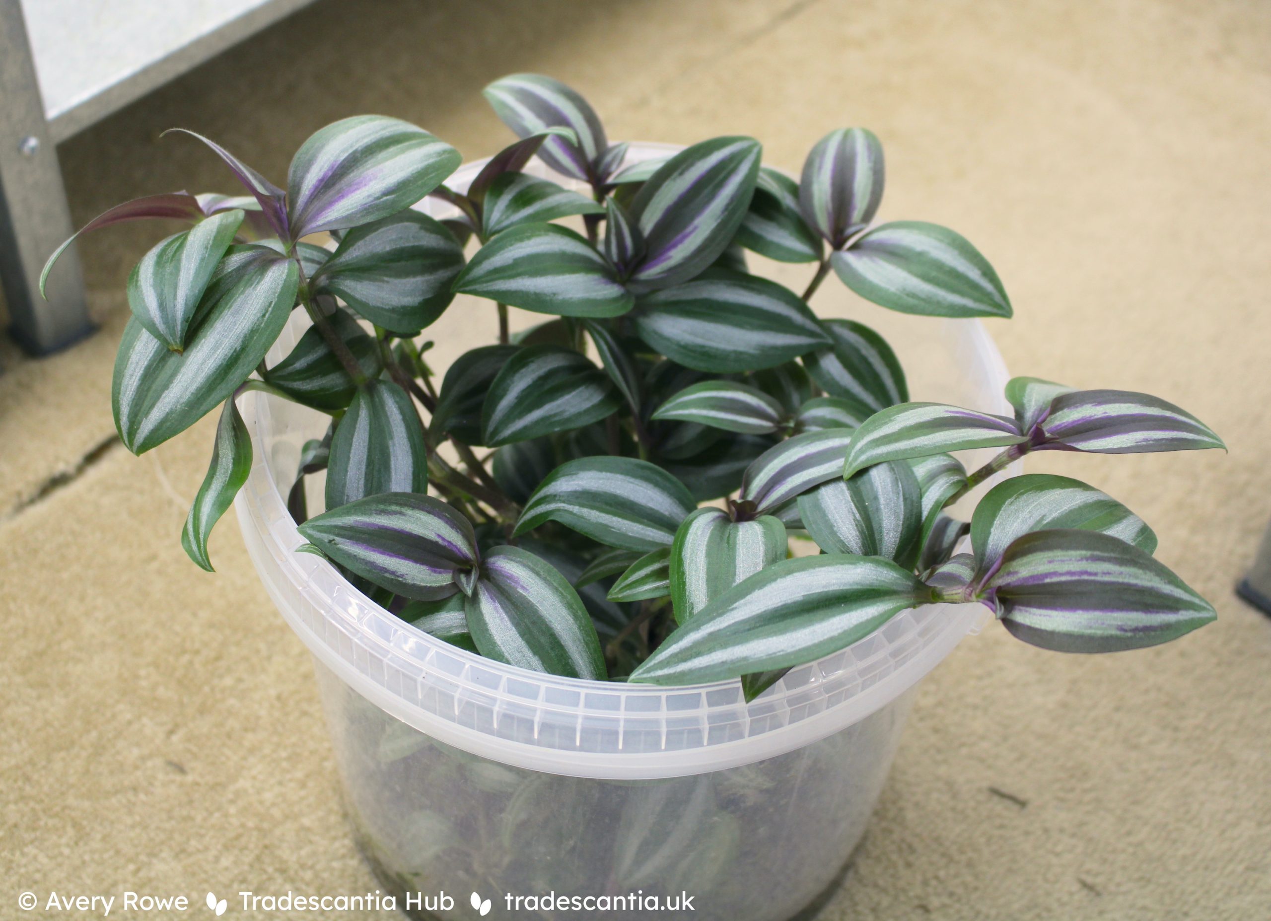 Tradescantia zebrina ‘Evanesce’ - Tradescantia Hub Shop