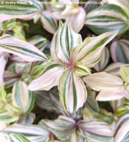 Tradescantia zebrina 'HappiLee'