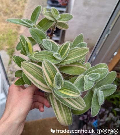 Tradescantia sillamontana 'Gold Stripes'