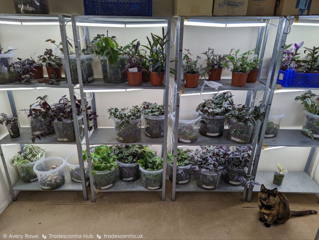 Wall of metal shelves full of plants. A tortoiseshell cat sits on the floor in front.