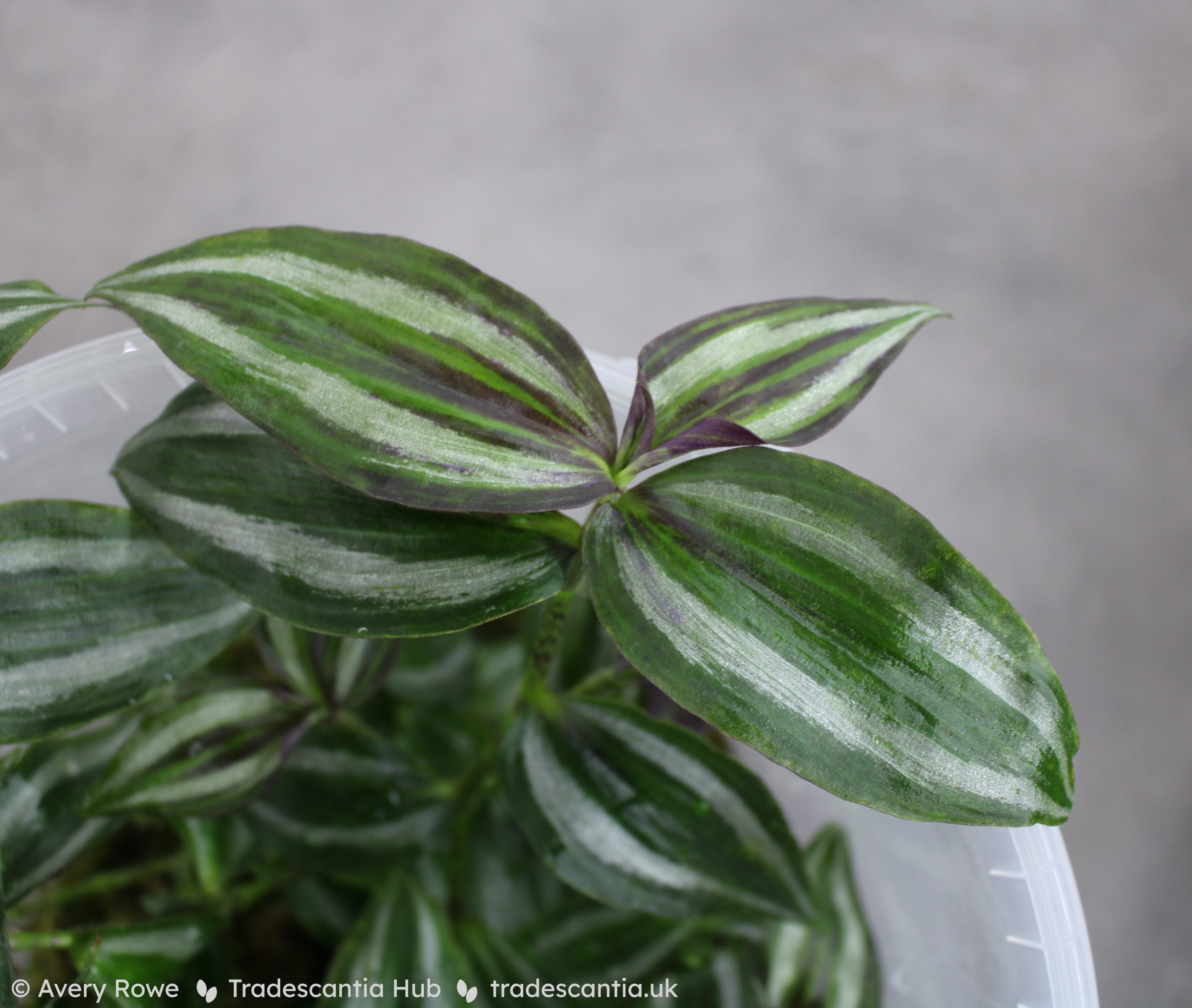 Tradescantia zebrina ‘Tikal’ - Tradescantia Hub Shop