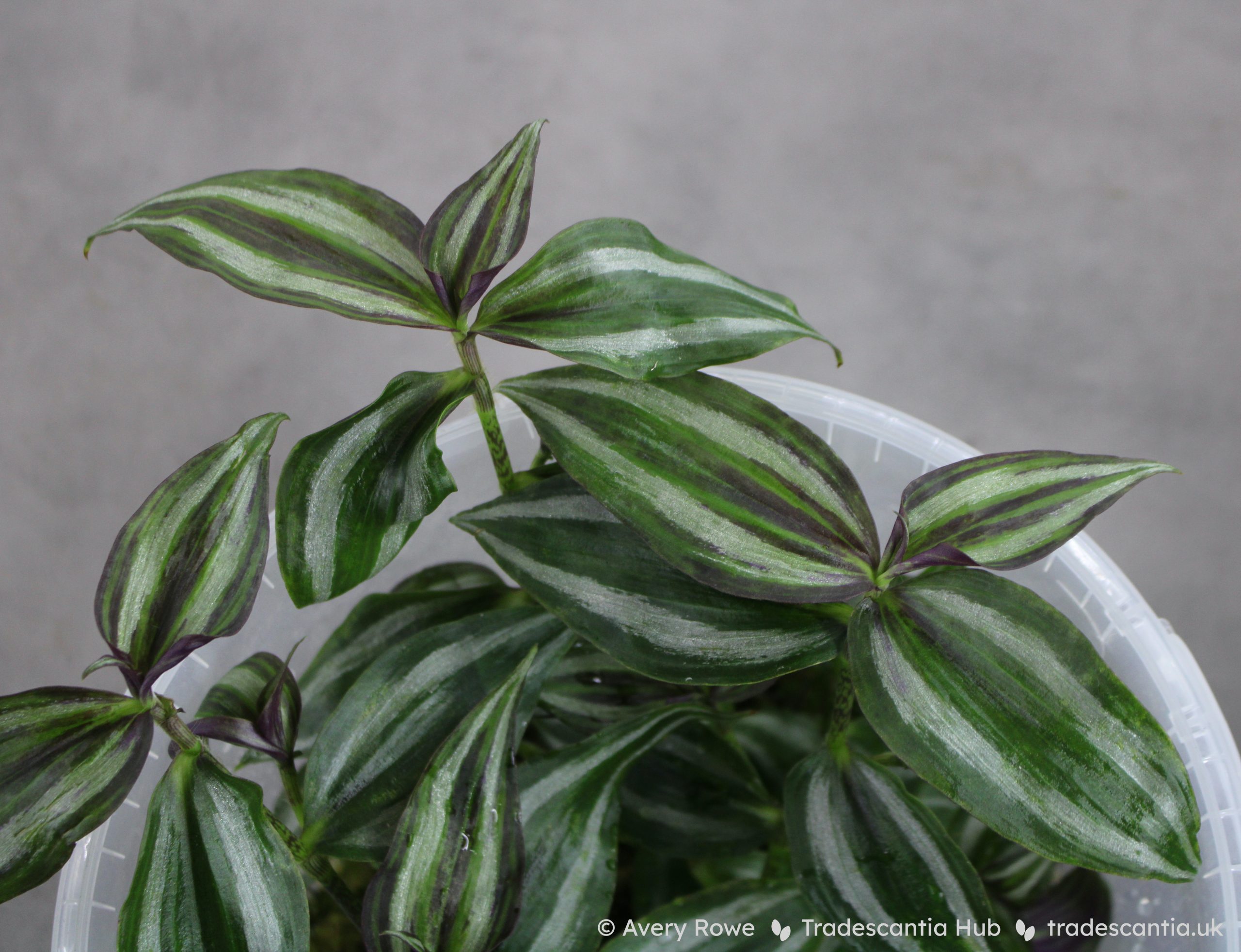 Tradescantia Zebrina ‘tikal’ - Tradescantia Hub Shop