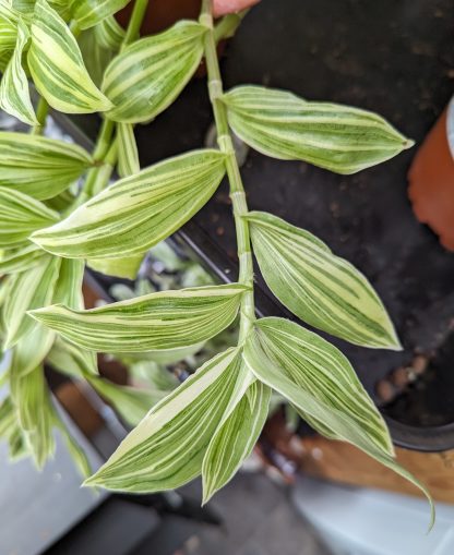 Tradescantia (Continental Group) 'Ivory Hill'