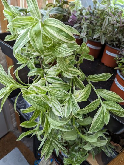 Tradescantia (Continental Group) 'Ivory Hill' - Image 3