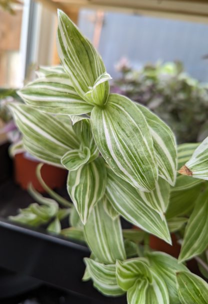 Tradescantia (Continental Group) 'Ivory Hill' - Image 4