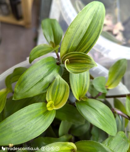 Tradescantia cerinthoides 'Limelight'