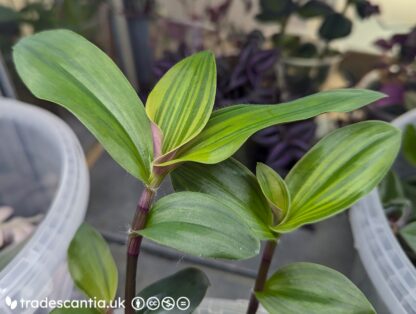 Tradescantia cerinthoides 'Limelight' - Image 2