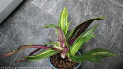 Tradescantia spathacea 'Vittata' - Image 4