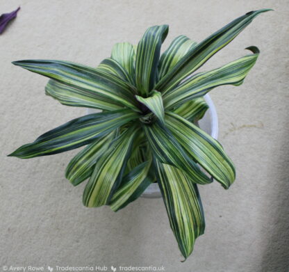 Tradescantia spathacea 'Vittata' - Image 3