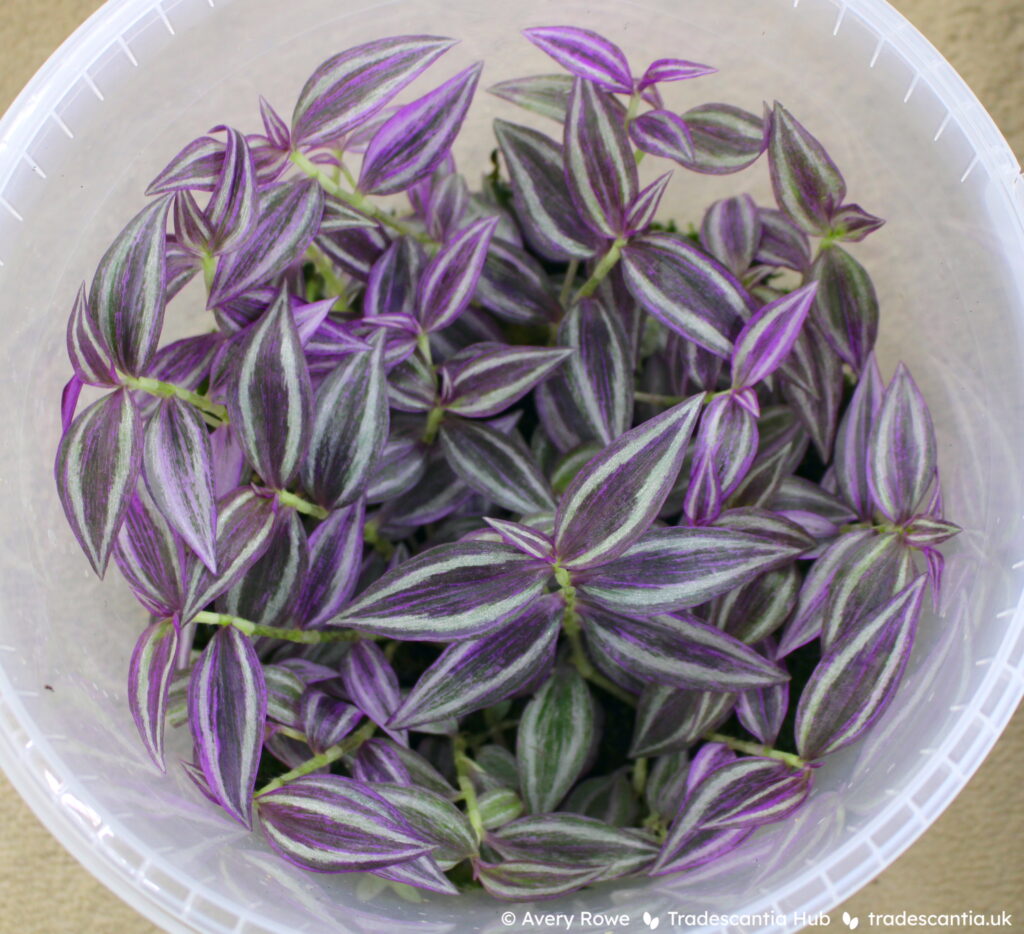 Tradescantia zebrina ‘Pink Paradise’ - Tradescantia Hub Shop