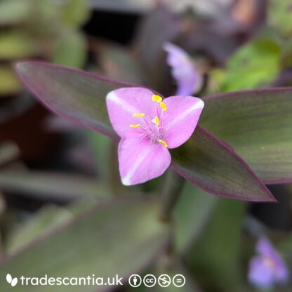 Tradescantia pallida 'Green Moon'