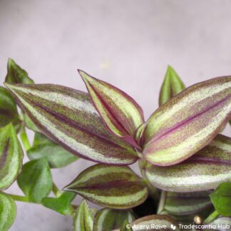 Tradescantia zebrina 'Sepia Grain'