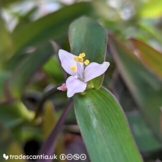 Tradescantia pallida 'Raindrop'