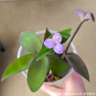 Tradescantia pallida 'Froglet'