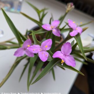 Tradescantia brevifolia × hirta 'Raspberry Ruffle'