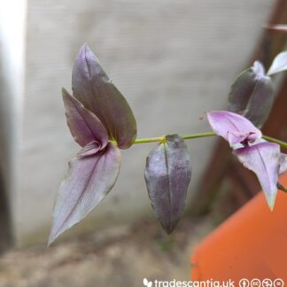 Gibasis pellucida purple form