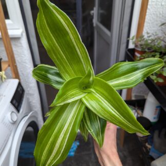 Callisia fragrans 'Infinity'