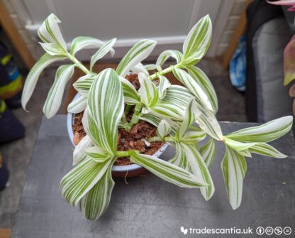 Tradescantia (Continental Group) 'TPIWH01-0' - Image 2