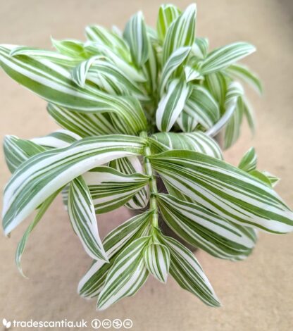 Tradescantia (Continental Group) 'TPIWH01-0'