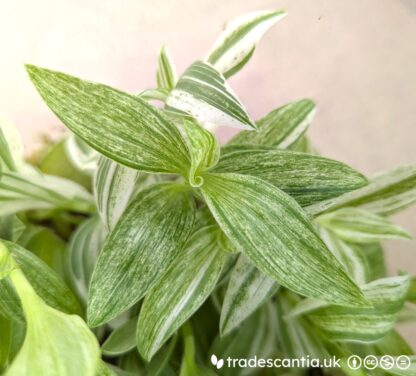 Tradescantia (Continental Group) 'Jara'